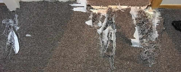 Best Carpet Repair Brighton