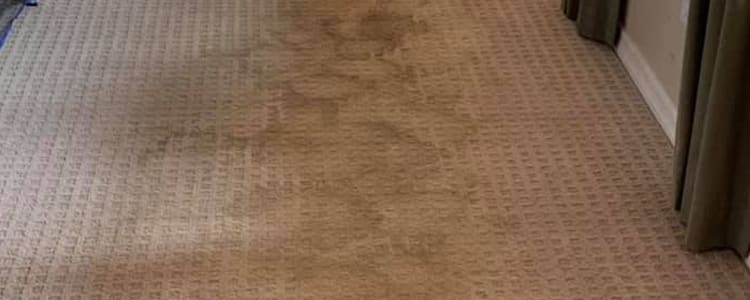 Importance of Having Your Carpet Cleaned